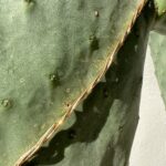 la Nina, sbriluccichina